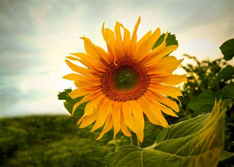 Sunflower Free Stock Photo - Public Domain Pictures