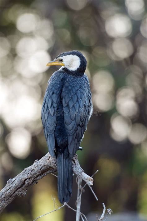 Pied Cormorant stock image. Image of white, bird, bill - 32968157