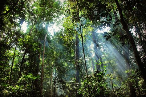 A clouded future: Asia's enigmatic clouded leopard threatened by palm oil