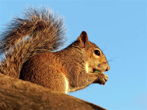 Squirrel Eating An Acorn Photograph by Jill Nightingale | Fine Art America