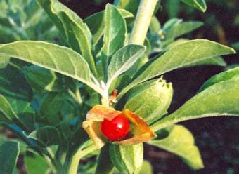 Ashwagandha: The Indian Ginseng | Medicinal Plants