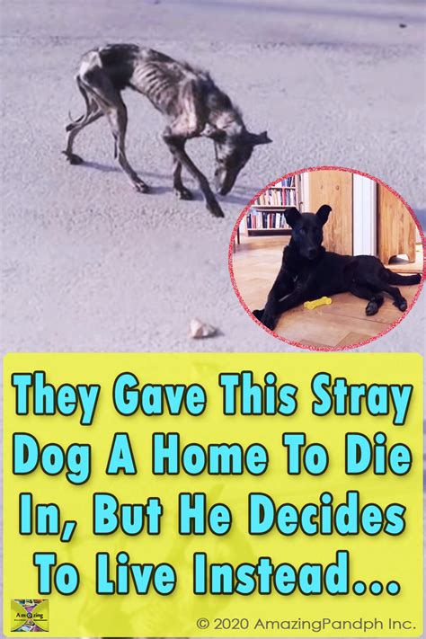 This is one of the most unbelievable rescue stories you will ever see... #StrayDog #Home #dog ...