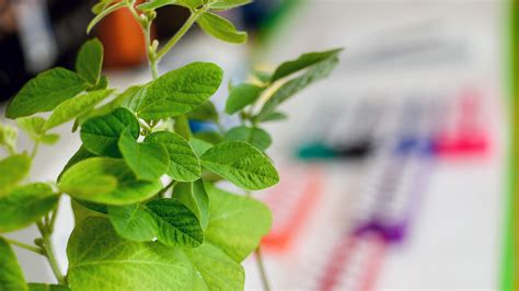 CRISPR Plants: New Non-GMO Method to Edit Plants - College of ...