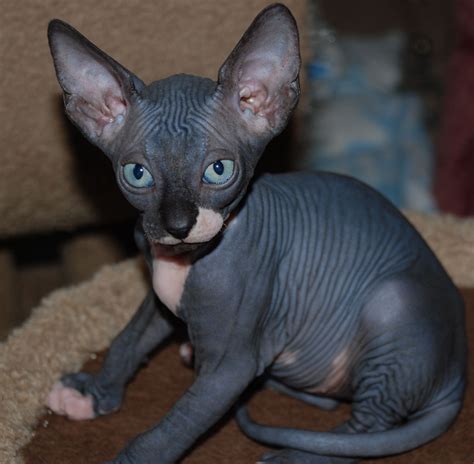 Sphynx Breeder - Sphynx Pictures - Hairless Cats - Sphynx Cats « N O C ...