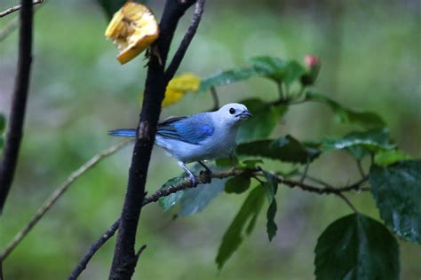 Bright, unique colors can put tropical songbirds at greater risk - South Africa Today