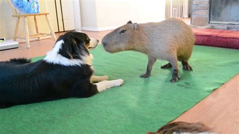 Dog and Capybara - YouTube