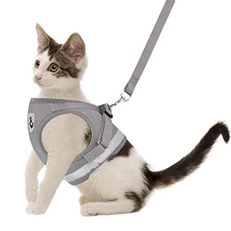 The 14 Best Cat Harnesses of 2021 | Cat Harness and Leash Reviews