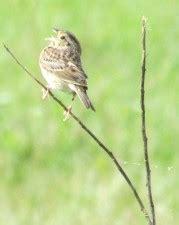 Free picture: sparrows, birds, eating, rice, ground