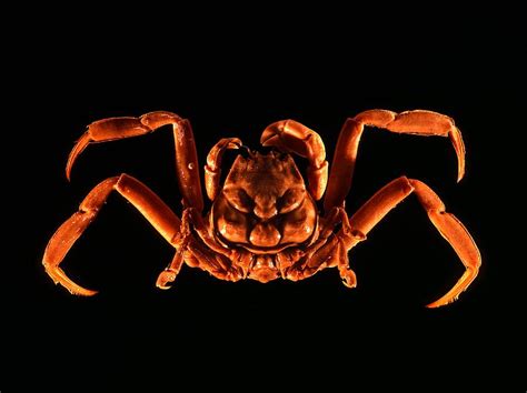 Samurai crab Photograph by Science Photo Library