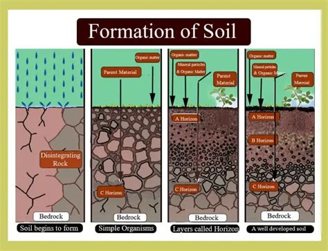 Soil Formation (Pedogenesis)- Definition, Factors, Process, Steps, Examples - Biology Notes Online