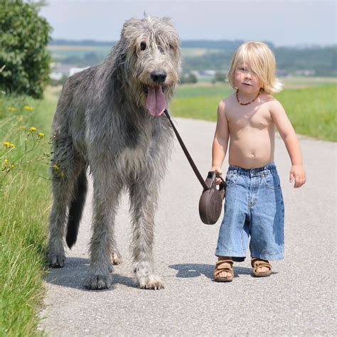 A little boy walking his Irish Wolfhound | People & Children | Hund starb, Tiere hund und Hunde