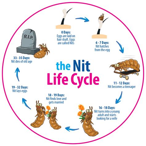 Head Lice Life Cycle