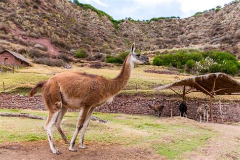 Peruvian Llama. Farm of Llama,alpaca,Vicuna in Peru,South America. Andean Animal Stock Photo ...