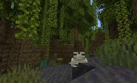 Mangrove Swamp biome in Minecraft 1.19 update: Everything you need to know