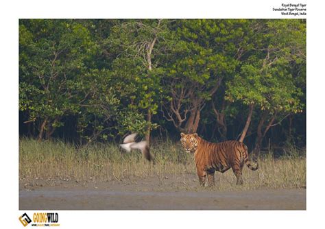 The Sundarban Tiger