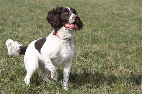 Springer Spaniel Haircuts: All Styles Explained + Pictures - Spaniel Advisor