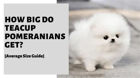 How Big Do Teacup Pomeranians Get? [Average Size Guide]