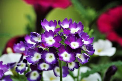 Paarse Heliotrope bloemen Close-up Gratis Stock Foto - Public Domain Pictures