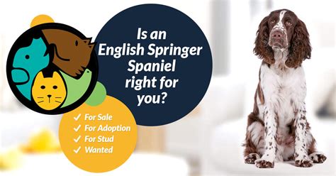 English Springer Spaniel Dogs and Puppies For Sale in Sunderland | Page 15 of 15