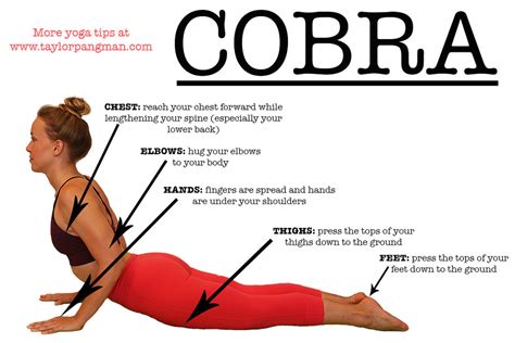 POSTURE BREAKDOWN: Cobra Pose (Bhujangasana) — TAYLOR PANGMAN YOGA