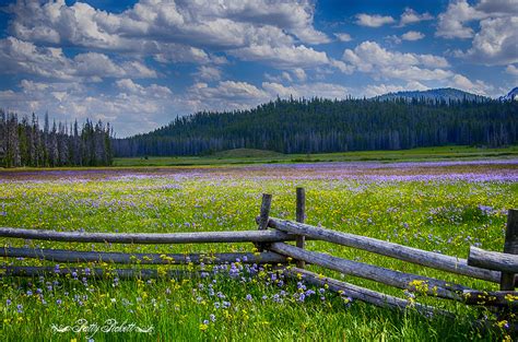 near Stanley Idaho | Pattys-photos | Flickr