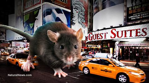 Explosion of new pathogens in NYC rats; 'public health nightmare ...