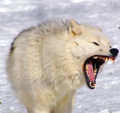 Arctic Wolf | The Arctic Wolf (Canis lupus arctos), also cal… | Flickr