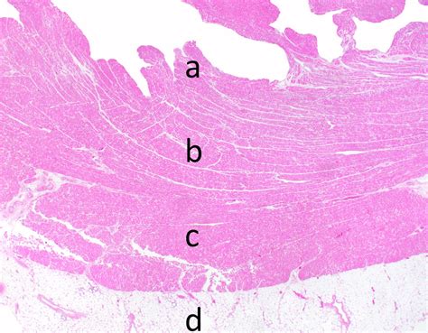 Heart Layers Labeled Histology