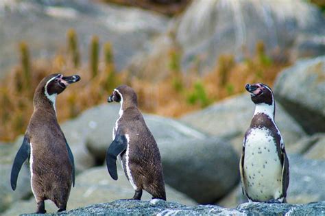 Avistamiento de pingüinos en Chile: dónde y cómo verlos | Blog ...