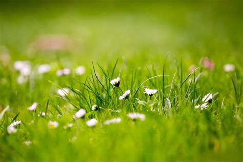 🔥 Green Grass Field Background HD Wallpaper Download | CBEditz