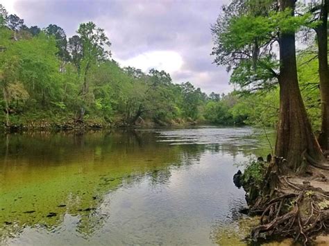 Suwannee River State Park: The Practical Guide