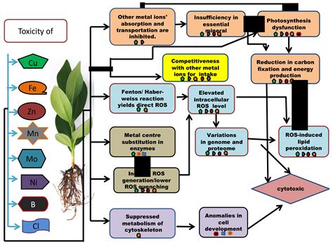 Plants | Free Full-Text | Proteomic and Genomic Studies of ...