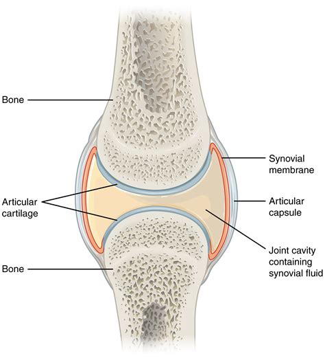 Synovial Joints · Anatomy and Physiology