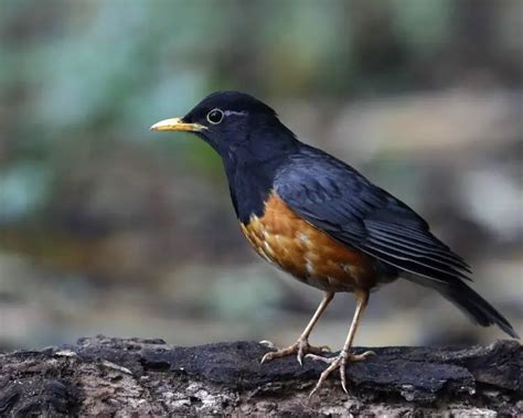 Black-breasted thrush - Facts, Diet, Habitat & Pictures on Animalia.bio