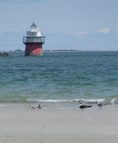 Circling the Smiling Pond: Late Spring at Plymouth Beach