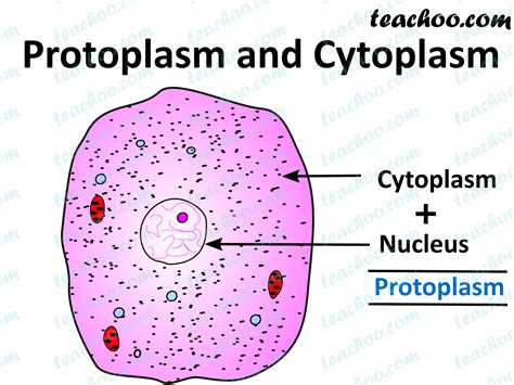 Difference between Protoplasm and Cytoplasm - Teachoo - Teachoo Questi