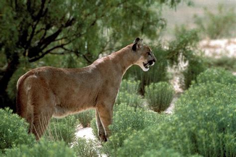 Estimating Texas Mountain Lion Population Is Like Herding Cats ...