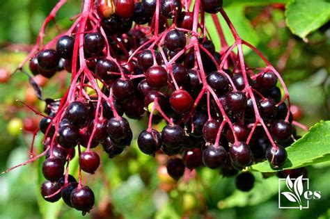 13 Plants That Look Like Elderberry: Is It Safe or Toxic? - Evergreen Seeds