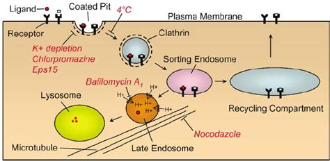 Clathrin-mediated endocytosis. Schematic shows endocytosis of... | Download Scientific Diagram