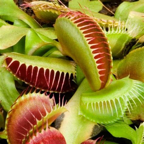 Venus Fly Trap Dionaea Muscipula Carnivorous Indoor Plant Red | Etsy