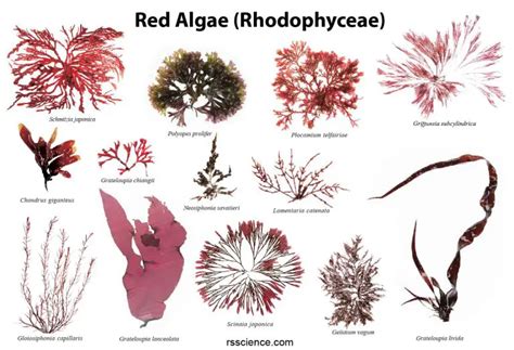 Red algae - characteristics, structure, reproduction, and examples