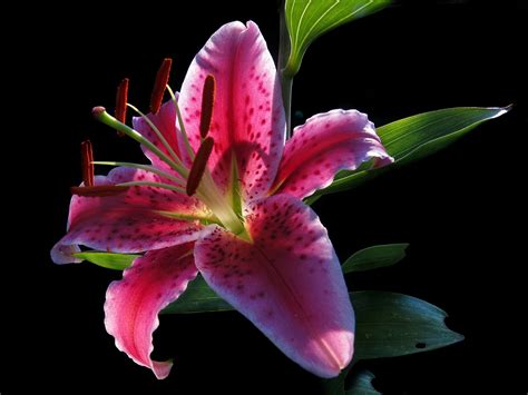 Stargazer Flower: Its Meanings & Symbolism - The Flowers Express ...