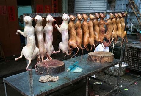 City Aims to Play Down Its Dog Meat Festival - The New York Times