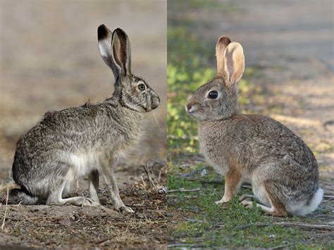 What’s the Difference Between Rabbits and Hares? | Britannica