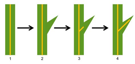 Leaf Structure & Evolution | Digital Atlas of Ancient Life