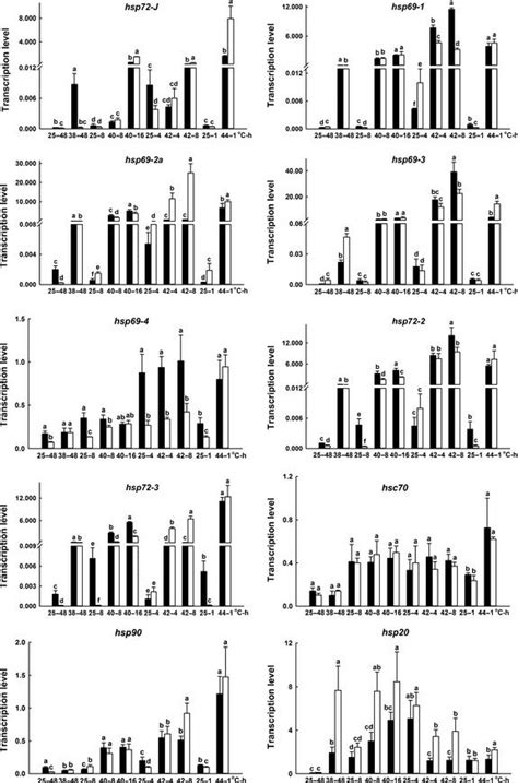 Effects of heat stress on the expression of hsp70s, hsc70, hsp90, and... | Download Scientific ...