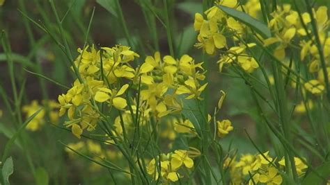 Yellow Flowers Of Black Mustard (Brassica Nigra) - Close Up. Black ...