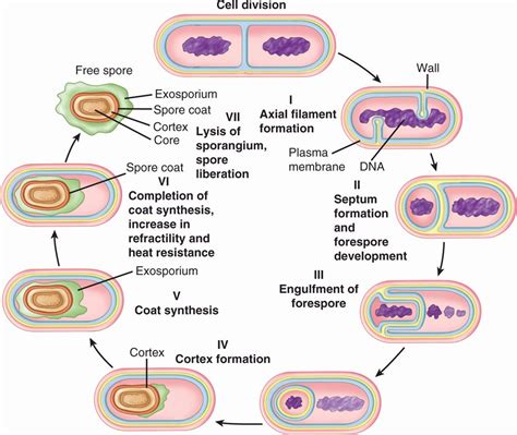 Bacterial Transformation Mechanism - vrogue.co