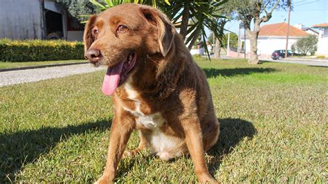 World’s oldest dog Bobi dies at 31 | Fox News