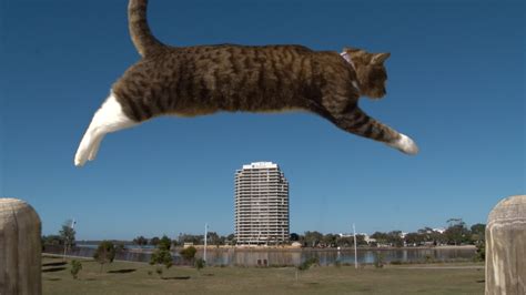 Didga the Athletic Cat Shows Off Her Incredible Parkour Skills in ...